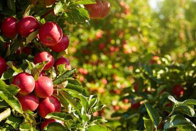 10 сортов яблонь, которые почти ничем не болеют - ogorod.ru