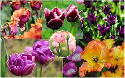 15 очаровательных сортов тюльпанов, которые стоит посадить этой осенью - ogorod.ru