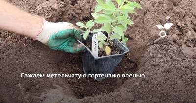 Сажаем метельчатую гортензию осенью - botanichka.ru