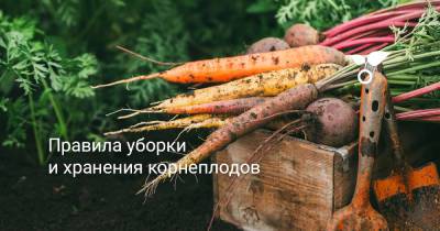 Правила уборки и хранения корнеплодов - botanichka.ru