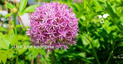 Лук для красоты - botanichka.ru