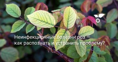 Неинфекционные болезни роз — как распознать и устранить проблему? - botanichka.ru