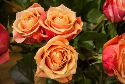 С какими растениями розы не любят соседства: от каких ошибок не застрахованы садоводы - belnovosti.by