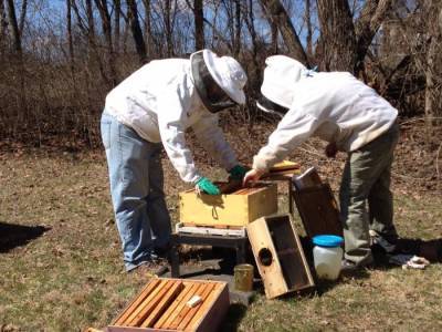 Как ухаживать за пчелами начинающему пчеловоду - sveklon.ru