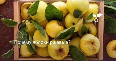 Почему яблоки ржавые? - botanichka.ru