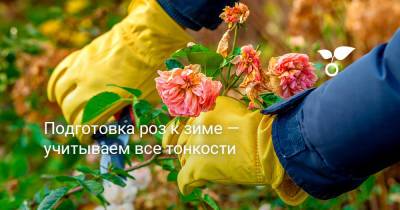 Подготовка роз к зиме — учитываем все тонкости - botanichka.ru