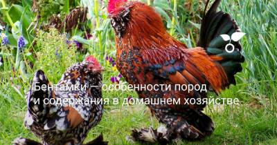 Бентамки — особенности пород и содержания в домашнем хозяйстве - botanichka.ru - Россия - Сша