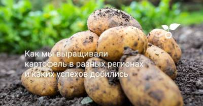 Как мы выращивали картофель в разных регионах и каких успехов добились - botanichka.ru