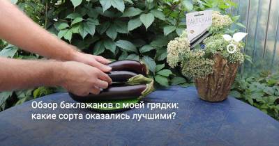 Обзор баклажанов с моей грядки: какие сорта оказались лучшими? - botanichka.ru