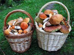 В какую погоду лучше собирать грибы? - sad-dacha-ogorod.com