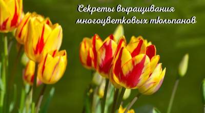 Тюльпан многоцветковый: сорта, фото, секреты посадки и ухода - supersadovnik.ru