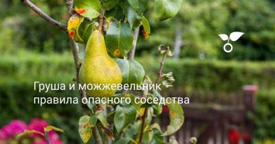 Груша и можжевельник — правила опасного соседства - botanichka.ru