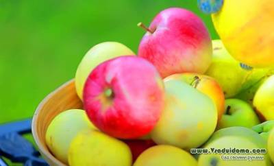 Как правильно собирать и хранить яблоки и груши - vsaduidoma.com