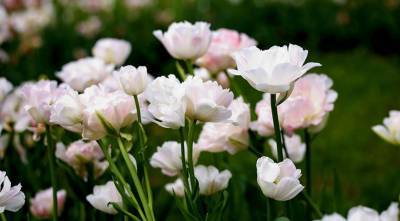 Готовимся к новому сезону: выбираем для посадки многоцветковые тюльпаны - supersadovnik.ru - Голландия