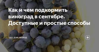 Как и чем подкормить виноград в сентябре. Доступные и простые способы - zen.yandex.ru - г. Виноград