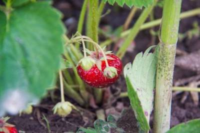 Почему нельзя обрезать клубнику в сентябре: о чем знают опытные садоводы - belnovosti.by