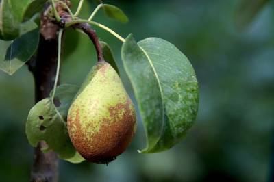 Как использовать с пользой для сада падалицу яблонь и груш - belnovosti.by