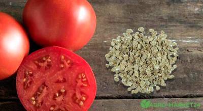 Как собрать семена помидор - agro-market24.ru