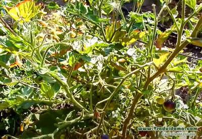«Деревянные» томаты – меры борьбы со столбуром помидоров - vsaduidoma - Россия