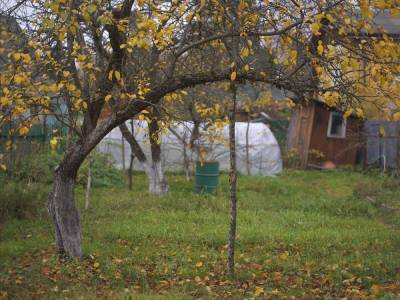 Подпорки для веток деревьев и кустов – какие бывают и как сделать самому - ogorod.ru - г. Виноград