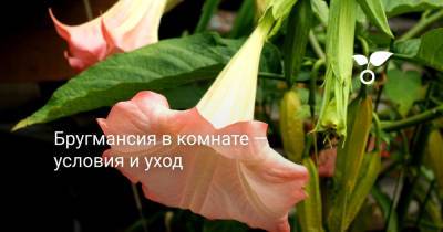 Бругмансия в комнате — условия и уход - botanichka.ru