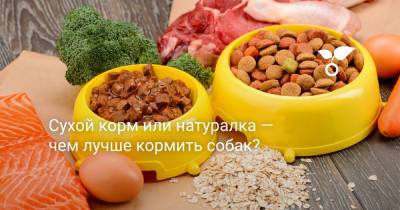 Сухой корм или натуралка — чем лучше кормить собак? - botanichka.ru - Сша
