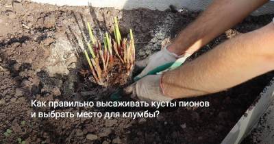 Как правильно разделить и пересадить кусты пионов? - botanichka.ru