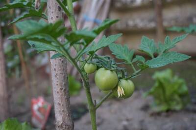 Никогда не выбрасывайте помидорные пасынки: вот где их используют продвинутые огородники - belnovosti.by