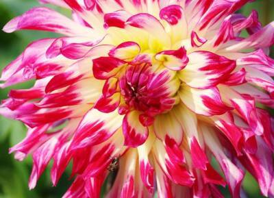 Светлана Протас - 3 цветка, которые сажают для красоты, а они расползаются по всему огороду как сорняки: их лучше срезать - belnovosti.by
