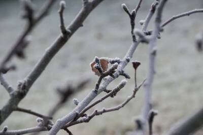 Светлана Протас - Что делать, чтобы зимой не подмерзали корни у плодовых деревьев - belnovosti.by