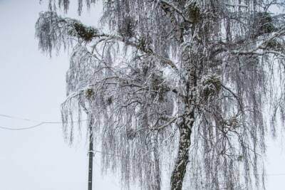 Светлана Протас - Какие деревья посадить возле выгребной ямы, чтобы надолго забыть про ее откачку - belnovosti.by