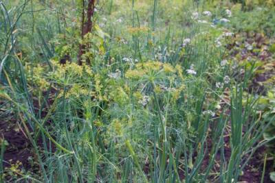 Светлана Протас - 6 растений, рядом с которыми можно посеять укроп: не каждый огородник знает - belnovosti.by