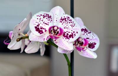 Марин Михалап - Можно ли ставить орхидею с другими цветами: о чем не догадываются хозяйки - belnovosti.by