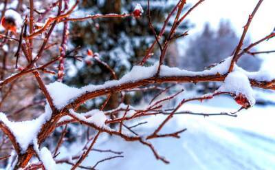 Светлана Протас - Зачем дачники зимой «одевают» плодовые деревья в капроновые колготки - belnovosti.by