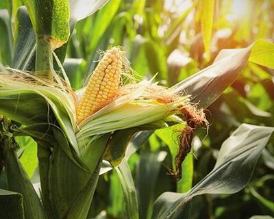 Початок в помощь. Роль кукурузы при использовании органических удобрений на основе навоза - rynok-apk.ru