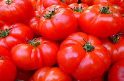 Светлана Протас - Как правильно поливать помидоры: важно знать, чтобы не потерять треть урожая - belnovosti.by