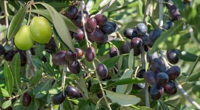 Чем отличаются оливки от маслин и чья польза больше - supersadovnik.ru