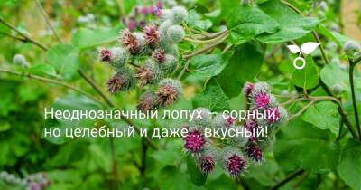 Неоднозначный лопух — сорный, но целебный и даже… вкусный! - botanichka.ru - Сша