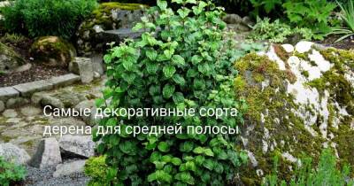 Самые декоративные сорта дерена для средней полосы - botanichka.ru