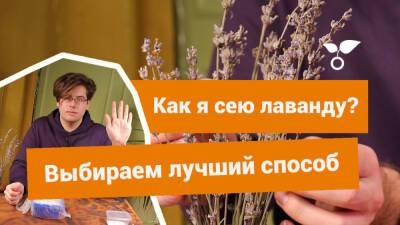 5 способов посеять лаванду на рассаду: выбирайте любой - botanichka.ru