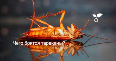 Чего боятся тараканы? - botanichka.ru