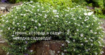 Герань, которая в саду — находка для садовода! - botanichka.ru - Россия