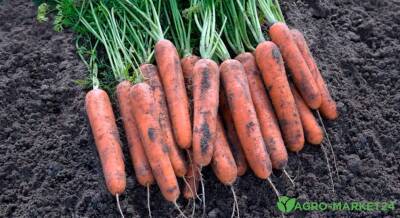 Когда убирать морковь - agro-market24.ru