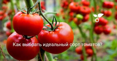 Как выбрать идеальный сорт томатов? - botanichka.ru