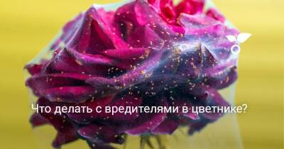 Что делать с вредителями в цветнике? - botanichka.ru