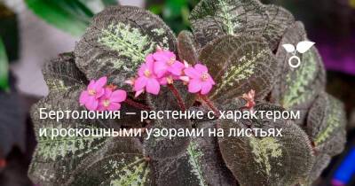 Бертолония — растение с характером и роскошными узорами на листьях - botanichka.ru