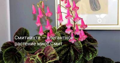 Смитианта — элегантное растение мисс Смит - botanichka.ru - Мексика