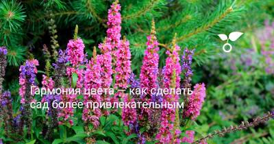 Гармония цвета — как сделать сад более привлекательным - botanichka.ru