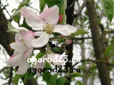 Обработка плодовых деревьев в саду весной - ogorod23.ru