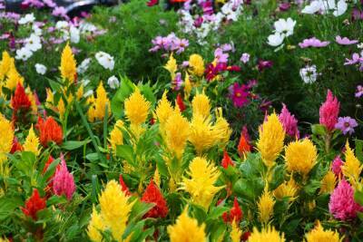 17 декоративных растений, которые зацветают в год посева - ogorod.ru